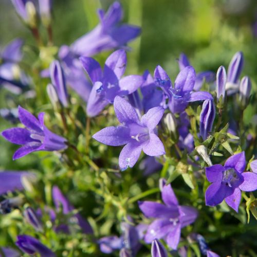 CAMPANULA